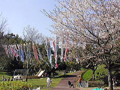 桜と鯉のぼりのコンビ